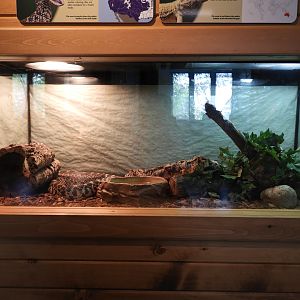 Bullsnake exhibit - Education & Animal Care Building - Manitowoc Lincoln Park Zoo