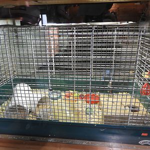 Button Quail exhibit (New in 2017) - Education & Animal Care Building - Manitowoc Lincoln Park Zoo