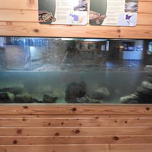 Common Snapping Turtle exhibit (New in 2017) - Education & Animal Care Building - Manitowoc Lincoln Park Zoo
