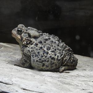 American Toad (Anaxyrus americanus)