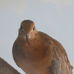 Mourning Dove (Zenaida macroura)