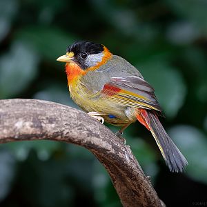Silver-eared Mesia - 22/08/2018