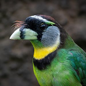 Fire-tufted Barbet - 22/08/2018