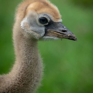 West African Crowned Crane Chick - 22/08/2018