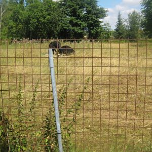 Frydenlund Fuglepark - Ostrich exhibit