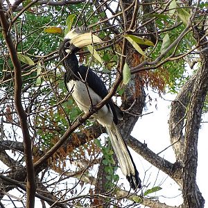 Malabar hornbill