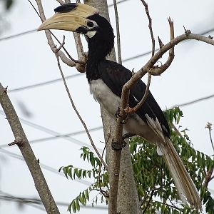 Malabar hornbill