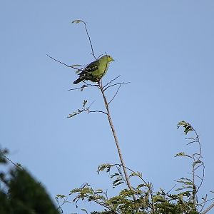 Sri Lankan green pigeon