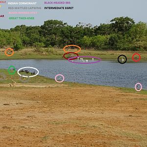 Wildlife in Yala National Park