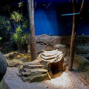 Australian Lizard exhibit