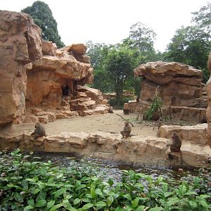 Sacred Baboon exhibit