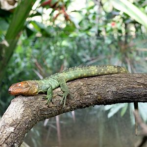 Caiman Lizard