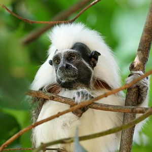 Cottontop Tamarin - free-ranging