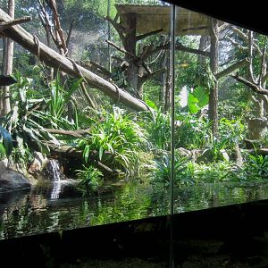 Proboscis Monkey Enclosure