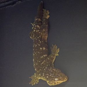 New Caledonian Giant Gecko