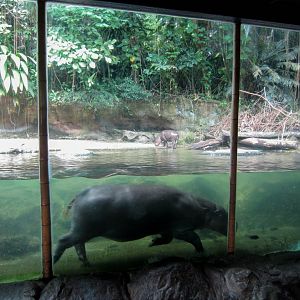 Pygmy Hippo enclosure