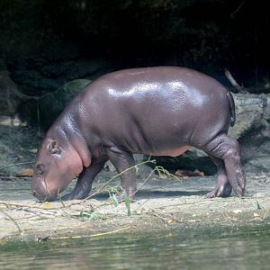 Pygmy Hippo