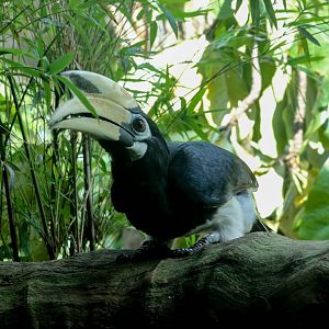 Oriental Pied Hornbill