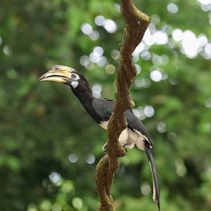 Oriental Pied Hornbill - The Forest Fights Back show