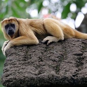 Black Howler Monkey female