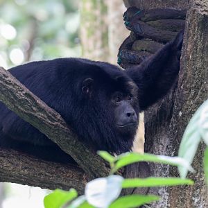 Black Howler Monkey male