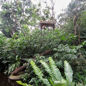 Black Howler Monkey exhibit