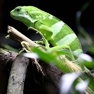Fijian Banded Iguana