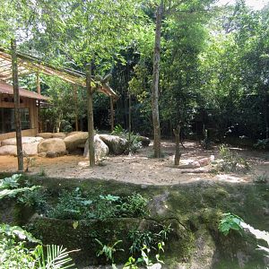 Komodo Dragon Exhibit