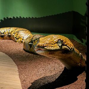 Model of a giant python