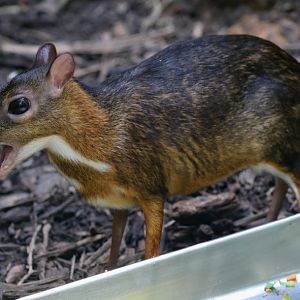 Lesser Mousedeer