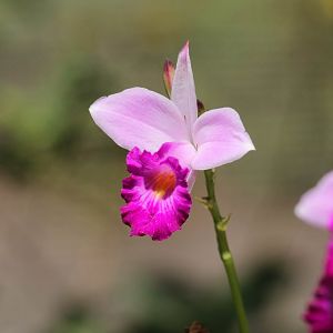 Orchid