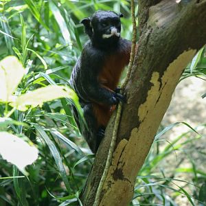 Red-bellied Tamarin