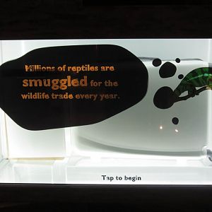 Wildlife Smuggling Interactive Display #2