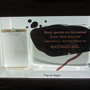 Wildlife Smuggling Interactive Display #3