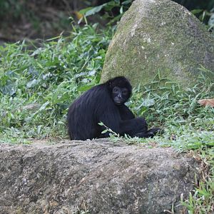Brown-headed Spider Monkey