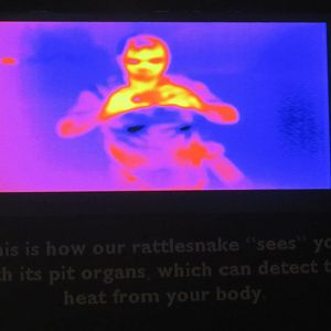 Thermal imaging display in Reptile House