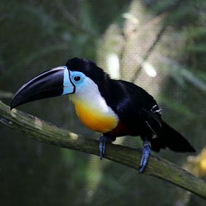 Channel-billed Toucan