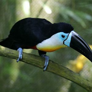 Channel-billed Toucan