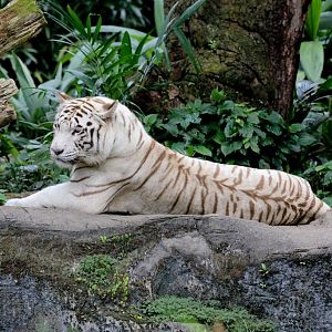 White Tiger