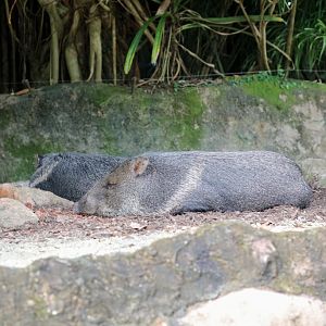 Peccary