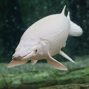 White Alligator Gar