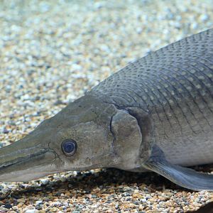 Alligator Gar