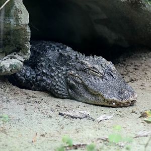 Chinese Alligator