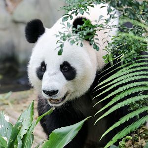 Giant Panda