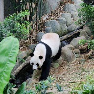 Giant Panda