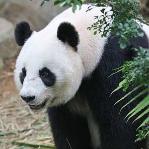 Giant Panda