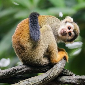 Squirrel Monkey