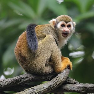 Squirrel Monkey