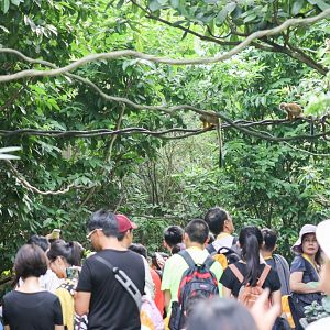 Squirrel Monkey walkthrough