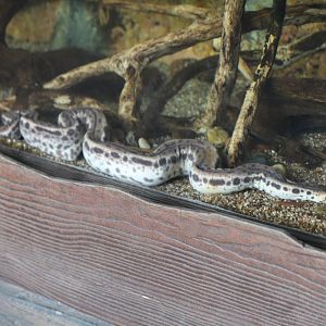 Elephant Trunk Snake